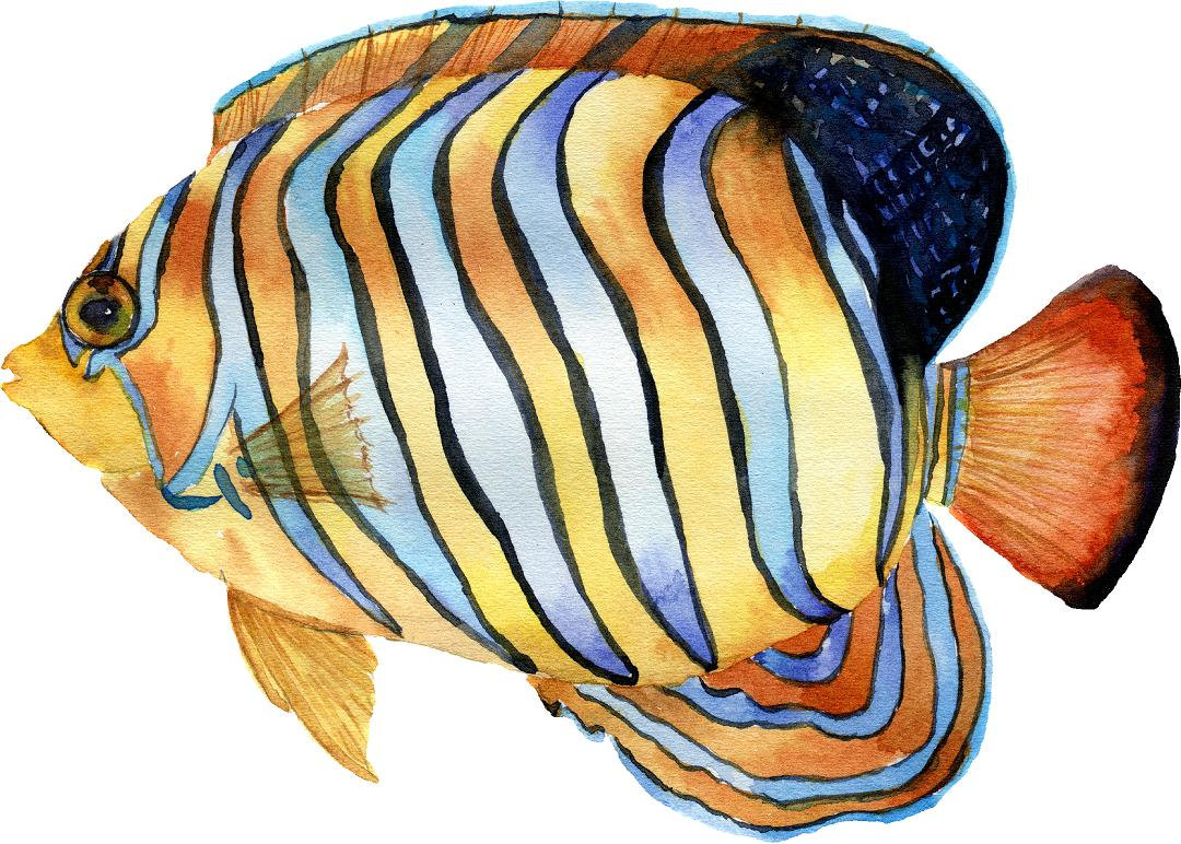 Royal Angelfish Wall Decal Tropical Fish Ocean Sea Life Removable ...