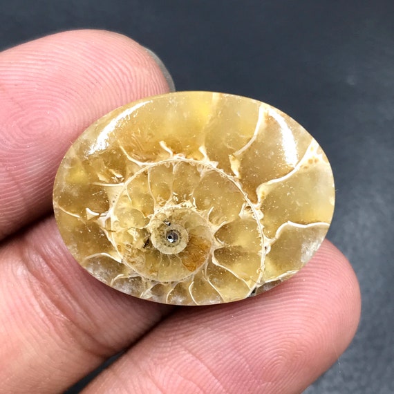 Ammonite Cabochonoval Cabochon25x19x5 Mm21 Ctsa