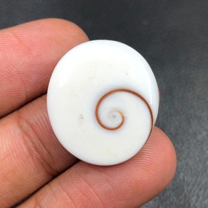 Pode incluir: Uma concha branca e marrom com um padrão em espiral. A concha é lisa e polida.