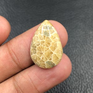 Fossil Coral Cabochon... Pear Cabochon...23x15x5 mm...14 Cts...A#O1832