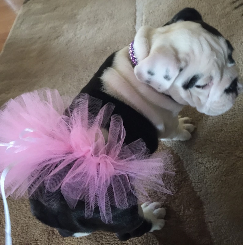 Pink Tutu For PetsPink Bulldog TutuPink Tutu For Dogs