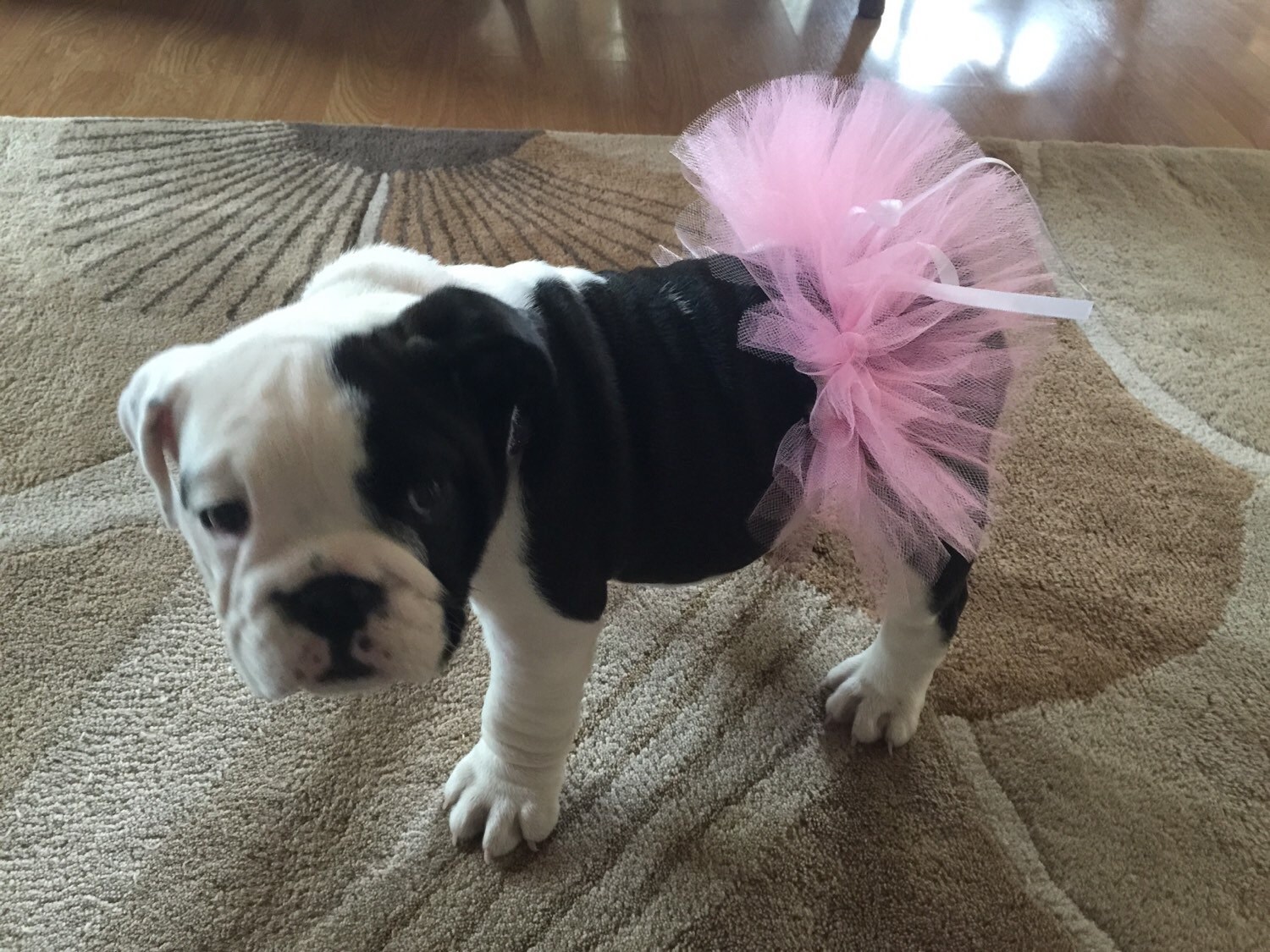 Pink Tutu For Pets/Pink Bulldog Tutu/Pink Tutu For Dogs | Etsy