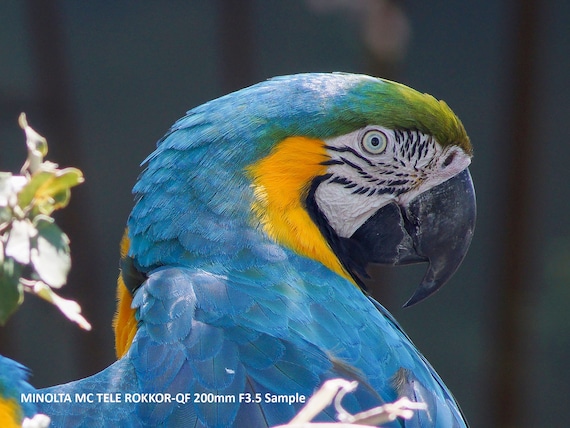 Vast Collection of Various Minolta SR (MC/MD) Lenses in Excellent