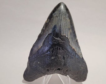 Real Megalodon Tooth Fossil