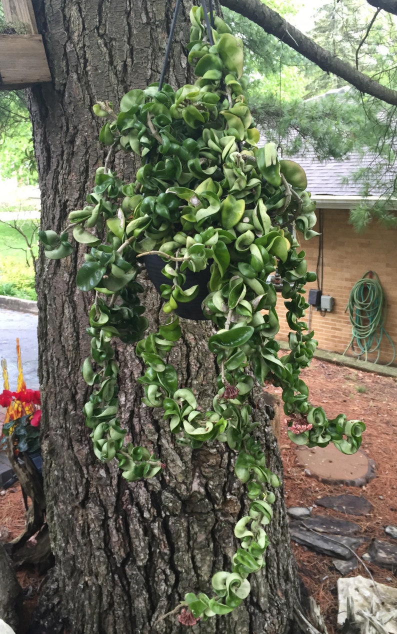 Hindu Rope Hoya Hoya Compacta Succulent Plant Cutting 5 Etsy