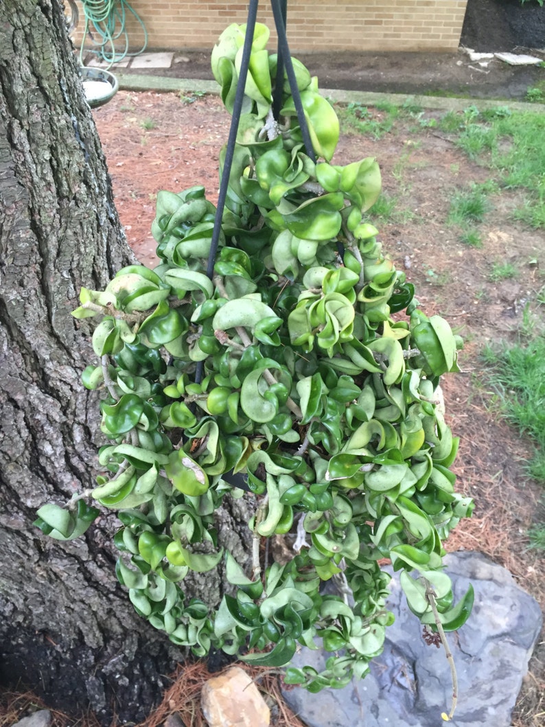 Hindu Rope Hoya Hoya Compacta Succulent Plant Cutting 5 Etsy