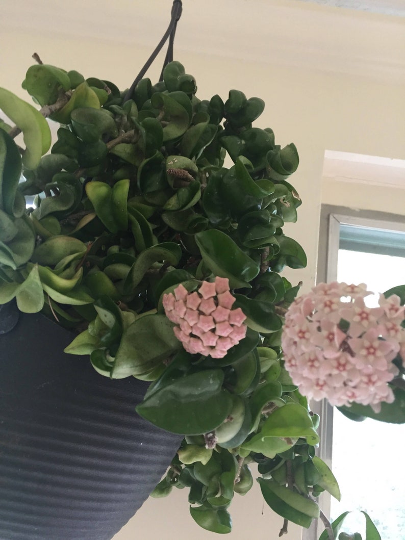 Hindu Rope Hoya Hoya Compacta Succulent Plant Cutting 5 Etsy
