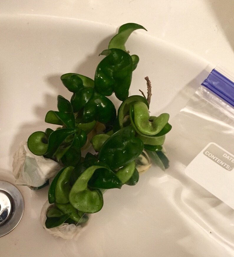 Hindu Rope Hoya Hoya Compacta Succulent Plant Cutting 5 Etsy