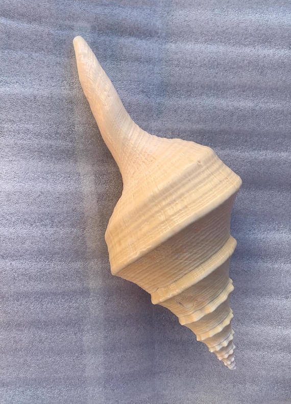 Seashell Syrinx Aruanus Australian Trumpet Sea Shell 14.5" Inches Approximately