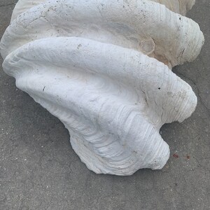 Natural Giant Clam Shell Vintage Huge Tridacna Gigas W 31
