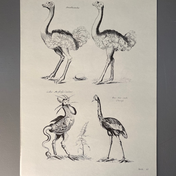 Matthaus Merian, Autruche, Paon, Oiseaux, Gravure, 17ème siècle, Impression, Noir et Blanc, Page, Affiche, Art, vintage, ~220911-73581 476