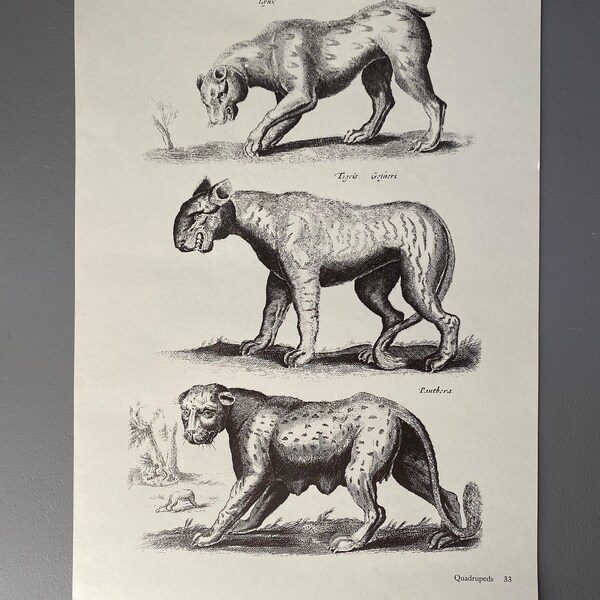 Matthaus Merian, Panthera, Lynx, Gravure, Animal, 17ème siècle, Impression, Noir et Blanc, Page, Affiche, Art, vintage, ~220911-73581 476