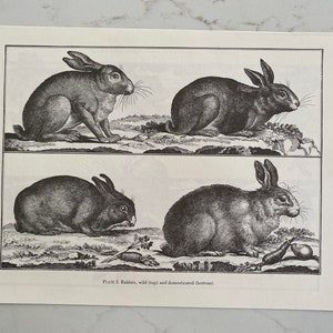 Konijnen, Wild, Gedomesticeerd, Hazen, Gehoornde Haas, geïllustreerd, illustratie, vintage print, New York, Kaart, Herdruk - M-01-02