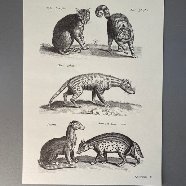 Matthaus Merian, Chat, Lynx, Chien, Felis, Gravure, Animal, 17e siècle, Impression, Noir et blanc, Page, Affiche, Art, 220911-73581 476