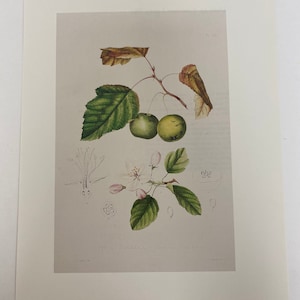 May include: A botanical illustration of a crab apple tree, Pyrus coronaria, with green leaves, white flowers, and two green apples. The illustration is labeled "American Crab Apple" and "Pyrus coronaria".