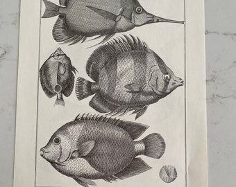 Forceps, Butteryfish, Sunfish, Scale, Seabass, 1970s, Black and White, Illustration, Illustrated, Page, Vintage, Poster, Bookplate - M-01-01