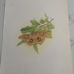 May include: A watercolor painting of a Polyphemus moth on a branch with green leaves. The moth is brown with yellow markings and has large, prominent eyes. The painting is titled "Polyphemus Moth, 1969" and is 11 1/2 by 10 inches.