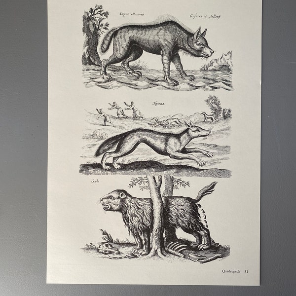 Matthaus Merian, Laine, Hyène, Gulo, Gravure, Animal, 17ème siècle, Impression, Noir et Blanc, Page, Affiche, Art, vintage, ~220911-73581 476