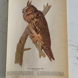 May include: Vintage print of a Long-Eared Owl perched on a branch. The owl has brown and tan feathers, orange eyes, and prominent ear tufts. The print includes text describing the owl's range, habitat, and identification. The owl's length is about 14 inches.