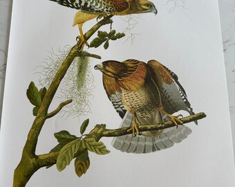 Audubon, Uccelli, Falco spallerosse, Disegno, Stampa, Illustrazione, Natura, Animali, ~ 250626-WH 720