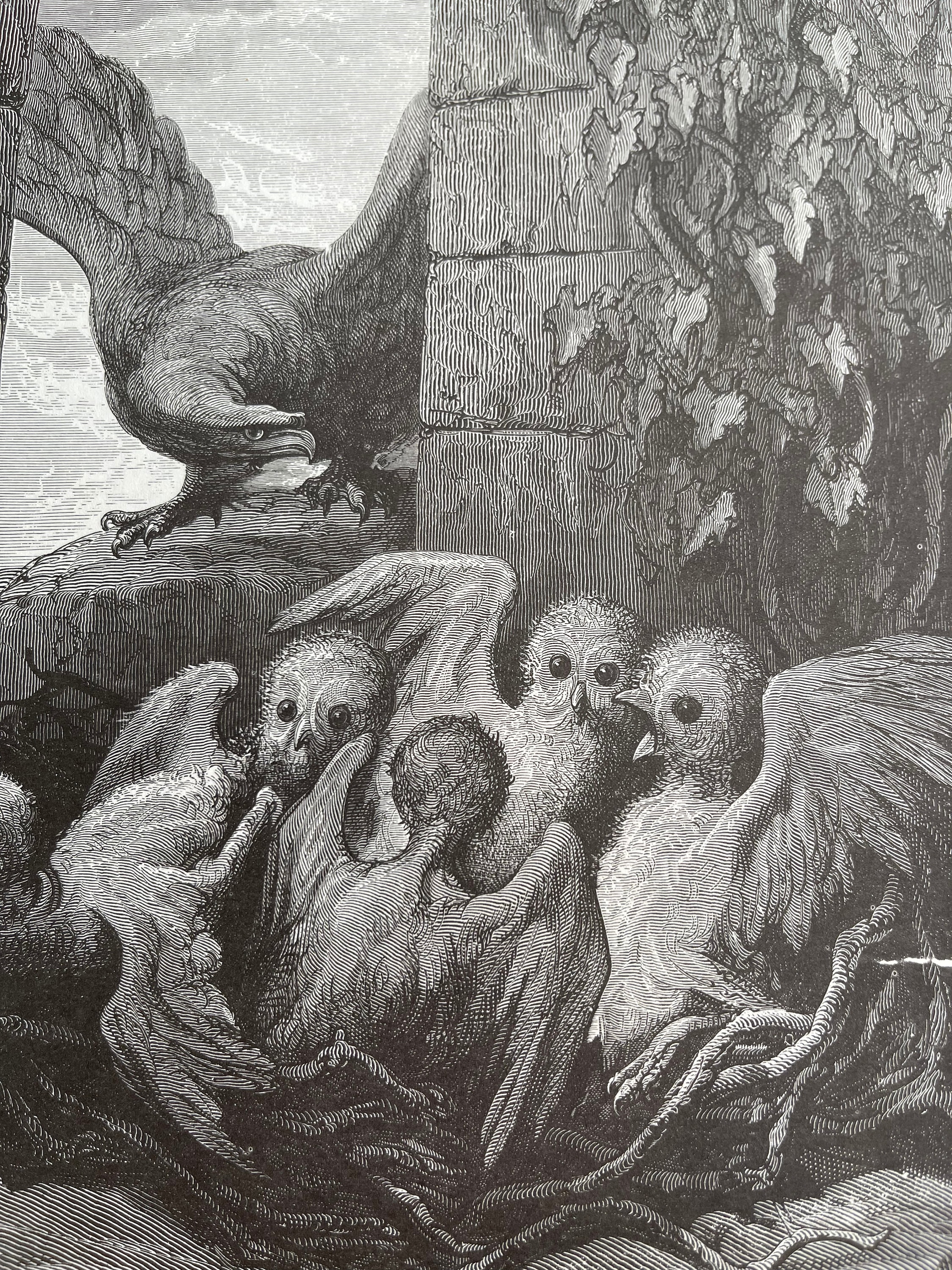 GUSTAVE vs GUSTAVE 2 手描きイラスト Gustave Dore, the Eagle and the Owl, Birds, Graphics, Picture