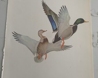 Glen Loates, Mallard Duck, Canada Goose, Birds, Double-Sided, Graphics, Picture, Book Page, Print, 14 x 10", Art, Vintage, ~ 20-12-414