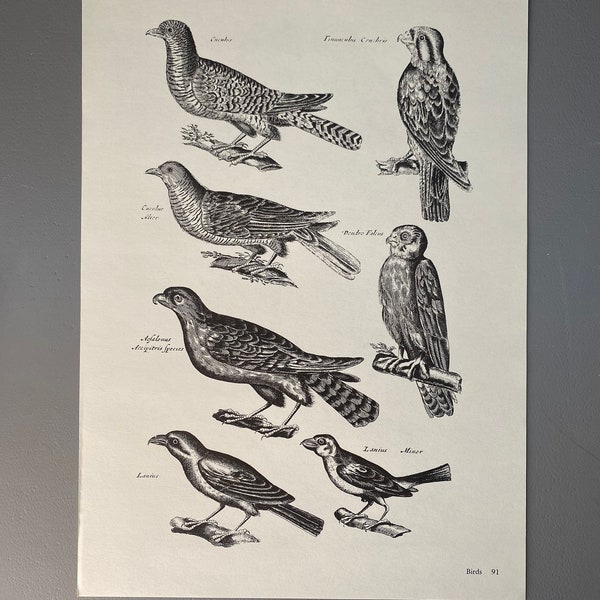 Matthaus Merian, perroquet, coucou, pie-grièche, oiseaux, gravure, 17e siècle, impression, noir et blanc, Page, affiche, Art, 220911-73581 476