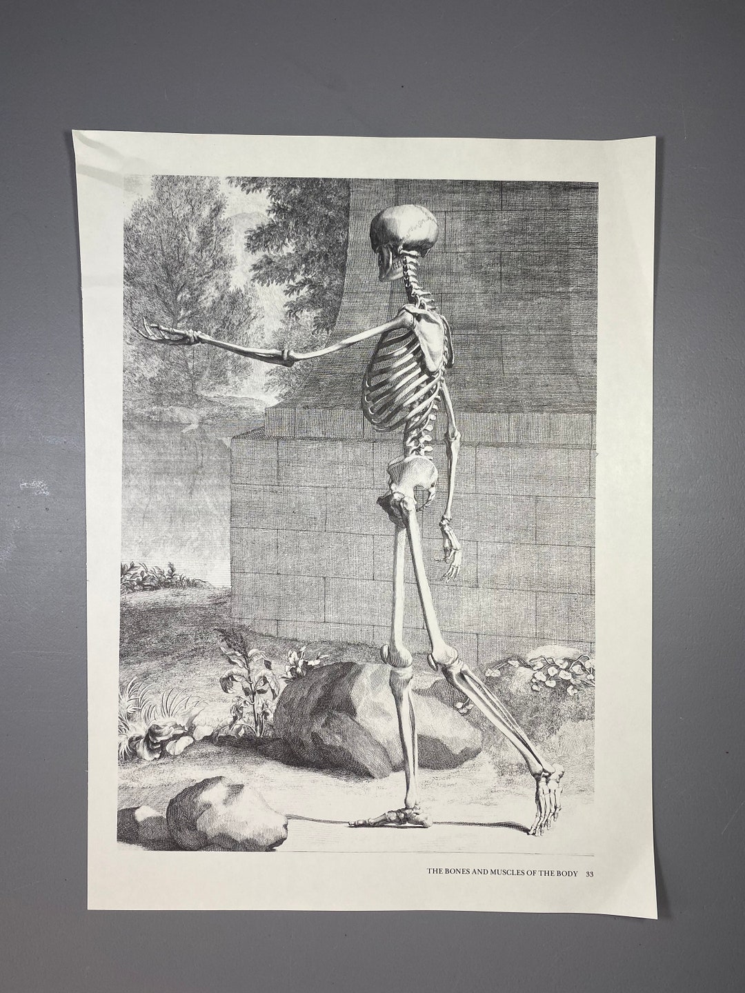 Albinus on Anatomy, the Outermost Order of Muscles, Front View, Print ...