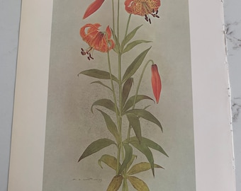 Glen Loates, Turk's-Cap Lily, Morning-Glory, Flowers, Double-Sided, Graphics, Picture, Book Page, Print, 14 x 10", Art, Vintage, ~ 20-12-414