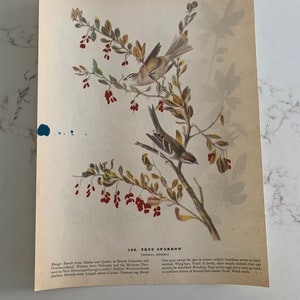 May include: A vintage print of a Tree Sparrow, showing two birds on a branch with red berries. The print includes text detailing the bird's habitat and range. The illustration is on aged paper.