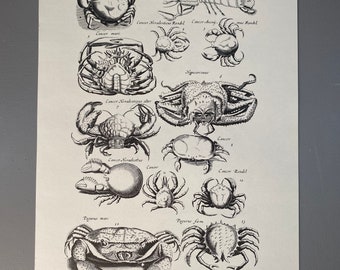 Matthaus Merian, cangrejos marinos, crustáceos, grabado, siglo XVII, impresión, blanco y negro, página, póster, arte, vintage, ~220911-73581 476