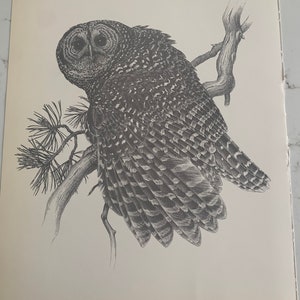 May include: A black and white pencil drawing of a spotted owl perched on a branch. The owl is facing to the left and has its wings spread out. The drawing is on paper and measures 23 1/2 by 18 inches.