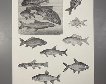 Fish, 968 Carps And Other Fish, 969 Mirror Carp, 970 Goldfish, 971 Carp, 972 Golden Carp, 973 Barbel, 974 Stone Loach, ~220912-EB-73581 476
