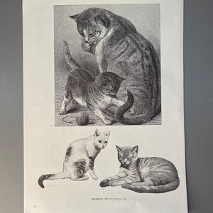 Mammals, 109-111, Domestic Cats, 1980, Animals, Graphics, Picture, Bookplate, Print, Art, Vintage, 220912-EB-73581 476