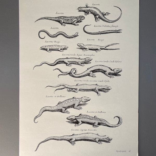 Matthaus Merian, reptiles, lézard, gravure, animal, XVIIe siècle, impression, noir et blanc, page, affiche, art, vintage, ~ 220911-73581 476