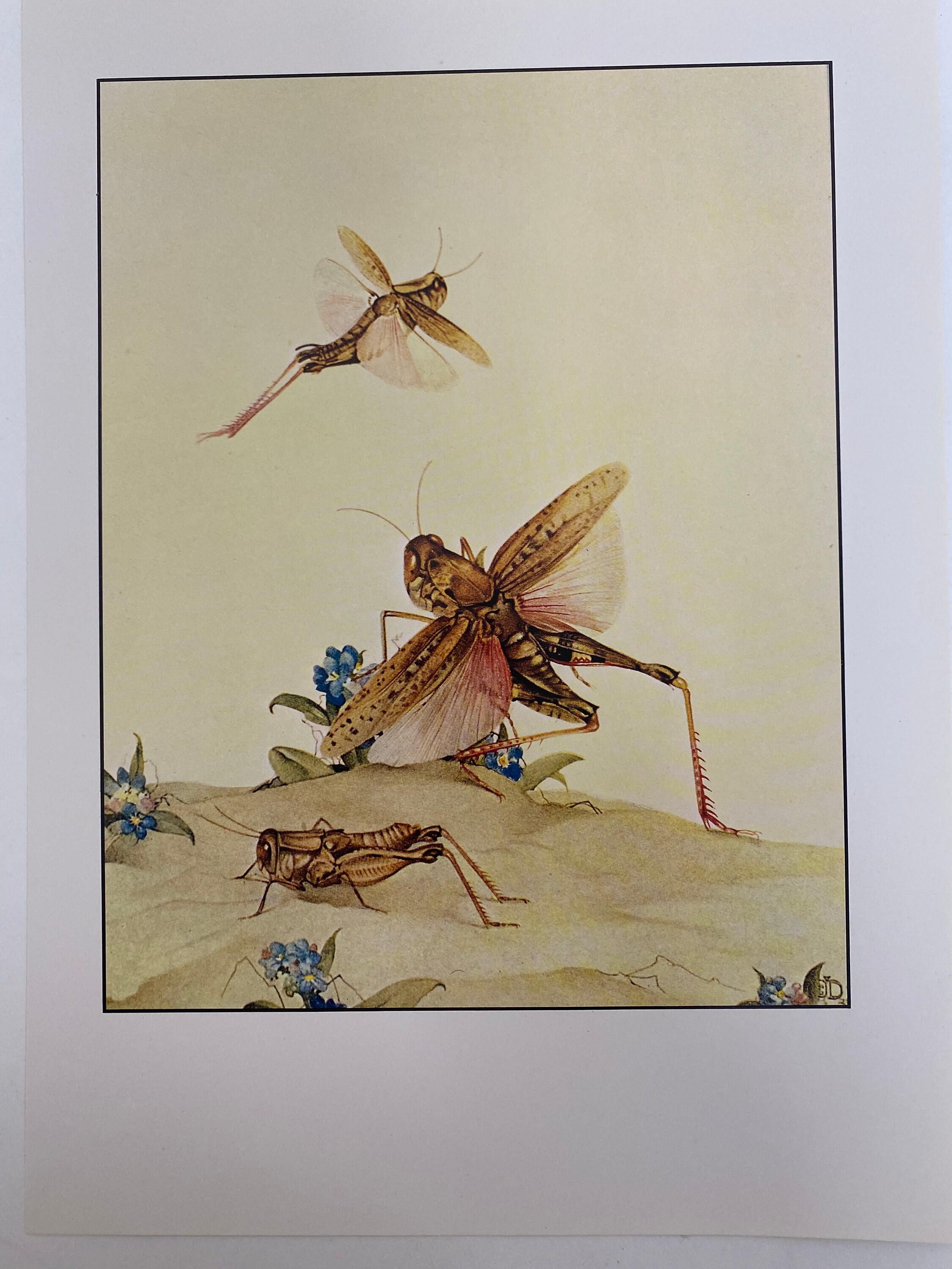 Etsy　Locusts　Book　Of　Julius　Edward　Insects　Fabres　Italian　日本