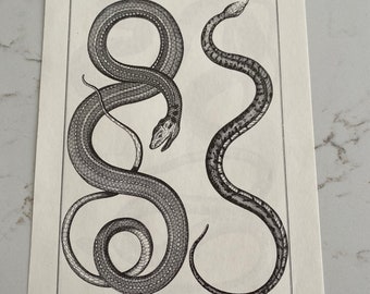 Snakes, Hissing Snakes, Spots, Scales, 1970, Black and White, Illustration, Illustrated, Page, Vintage, Poster, Bookplate - 49 250206-WH 533