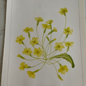 Prímula inglesa, impressão de placa de livro vintage botânico, jardim, natureza, planta, verde, papel natural, 10x13 ”vintage, ~ 20-01-365