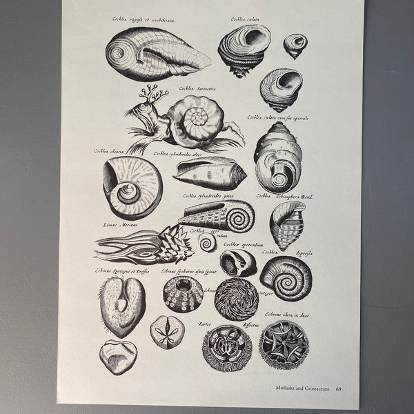 Matthaus Merian, Mollusques, Echinus, Oursin, Gravure, XVIIe siècle, Impression, Noir et blanc, Page, Affiche, Art, 220911-73581 476