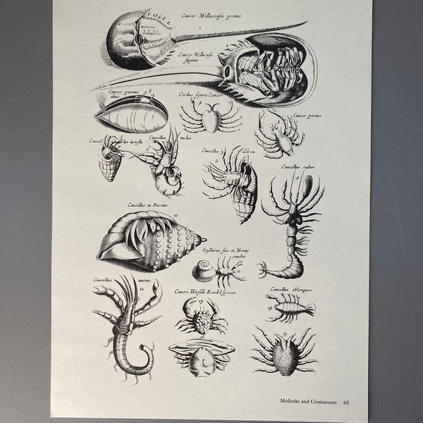 Matthaus Merian, Crabes, Écrevisses, Étoile de mer, Gravure, XVIIe siècle, Impression, Noir et blanc, Page, Affiche, Art, vintage, ~ 220911-73581 476