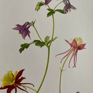 Aquilegia, Impressão de placa de livro vintage botânico, jardim, natureza, planta, verde, papel natural, 10x13 ”Vintage, ~ 20-01-365