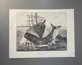 Mammals, 200 Sperm Whale, Graphics, Picture, Bookplate, Print, Art, Vintage, 220912-EB-73581 476 476