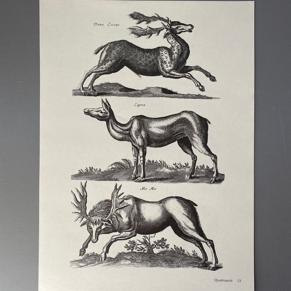 Matthaus Merian, cerf, wapiti, chèvre, gravure, animal, XVIIe siècle, impression, noir et blanc, page, affiche, art, vintage, ~ 220911-73581 476