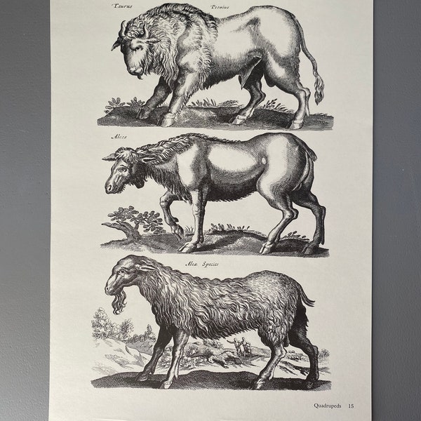 Matthaus Merian, Moose, Bull, Alicorn, Gravure, Animal, XVIIe siècle, Impression, Noir et blanc, Page, Affiche, Art, vintage, ~ 220911-EB-73581