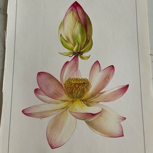 Lotus Blume, Vintage Buchdruck Botanik, Garten, Natur, Pflanze, grün, Naturpapier, 10x13" Vintage, ~ 20-01-365