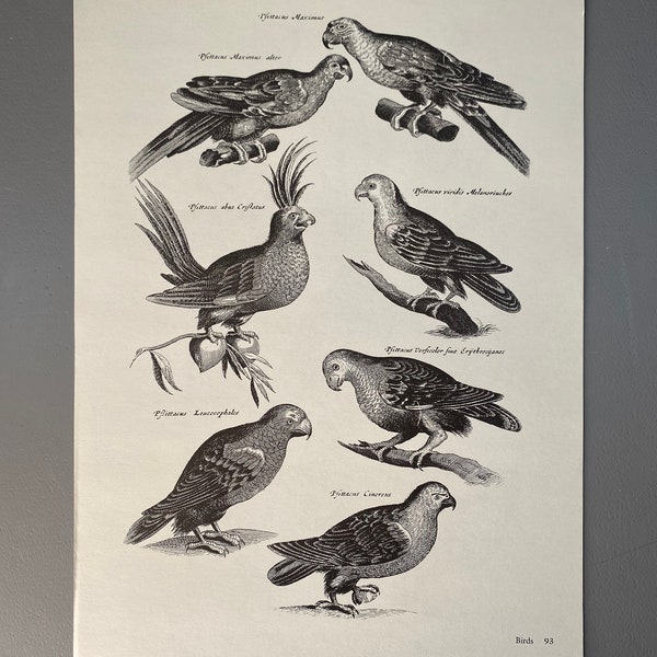 Matthaus Merian, Grand-duc, Perroquets, Oiseaux, Gravure, 17ème siècle, Impression, Noir et blanc, Page, Affiche, Art, vintage, ~220911-73581 476