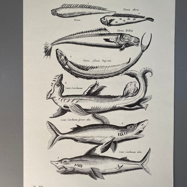 Matthaus Merian, Carcharias, Requin, Poisson, Gravure, 17ème siècle, Impression, Noir et Blanc, Page, Affiche, Art, vintage, ~220911-73581 476