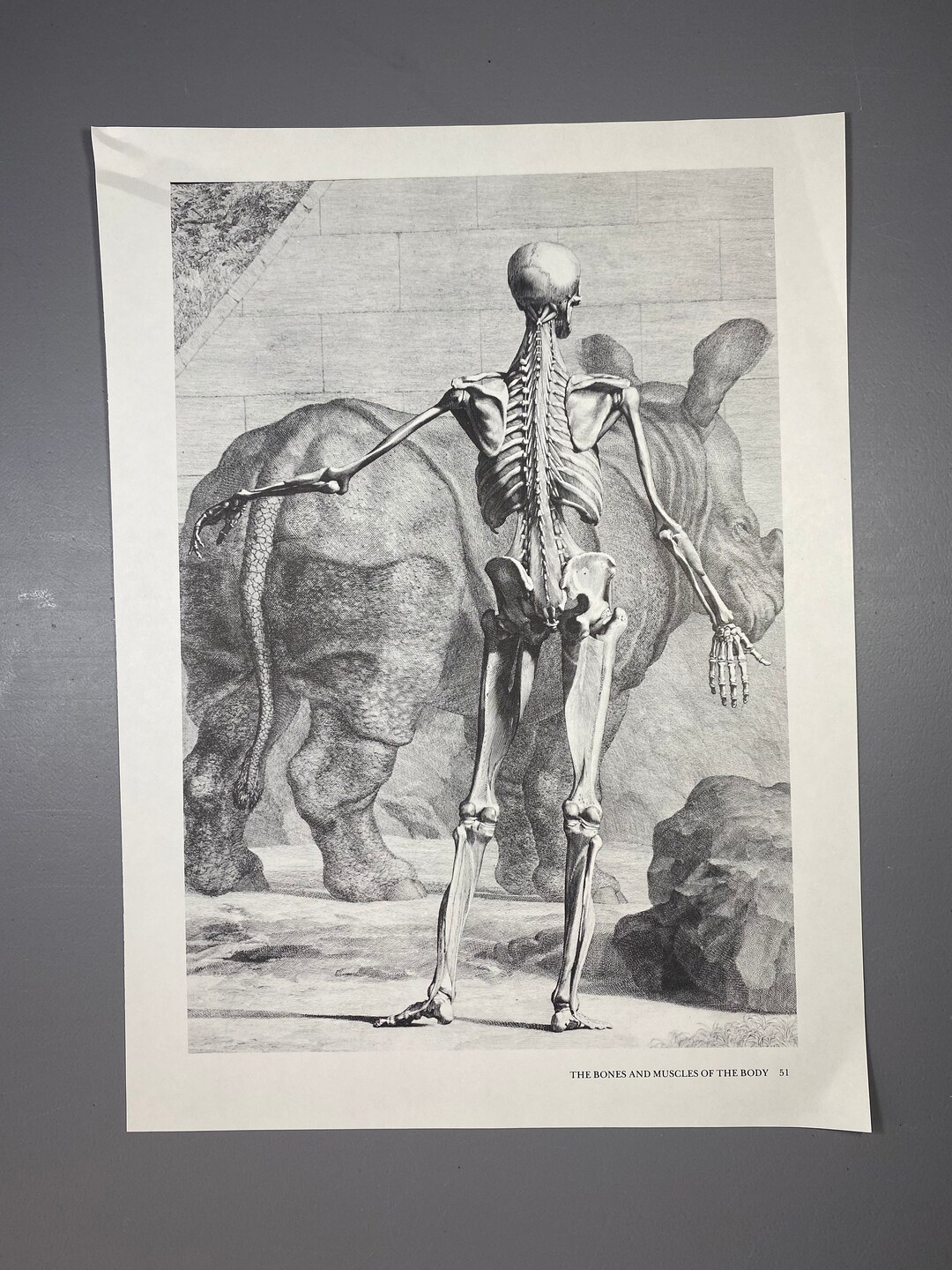 ALBINUS ON ANATOMY 入手困難本 Albinus on Anatomy First Edition 1979 Vintage Book on the human