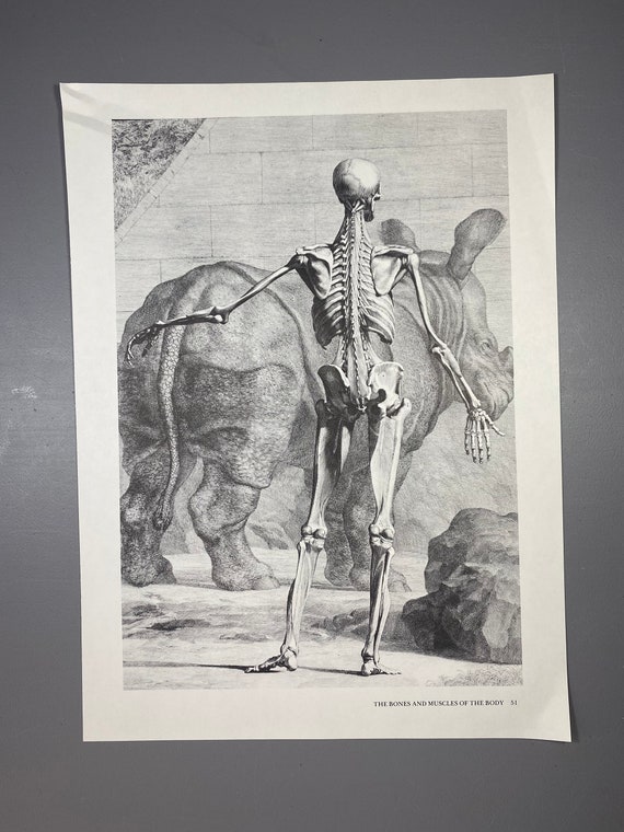 Albinus on Anatomy, Fourth Order of Muscles, Back View, Print