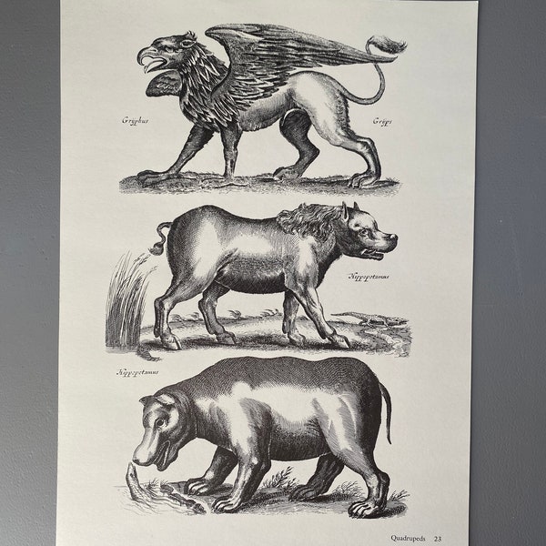 Matthaus Merian, Hippopotame, Éléphant, Gravure, Animal, XVIIe siècle, Impression, Noir et blanc, Page, Affiche, Art, vintage, ~ 220911-EB-73581